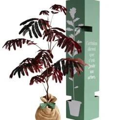 Arbre à offrir Arbre à soie pourpre - Joie et équilibre