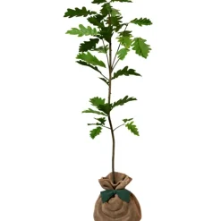 Arbre à offrir Chêne Pédonculé - Force, Longévité et Durabilité