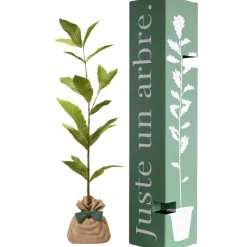 Arbre à offrir Châtaigner Commun - Résilience et Générosité