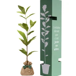 Arbre à offrir Châtaigner Commun - Résilience et Générosité