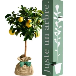 Arbre à offrir Citronnier des 4 Saisons - Chance et prospérité