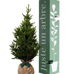 Arbre à offrir Epicea - Endurance, Force et Longévité