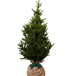 Arbre à offrir Epicea - Endurance, Force et Longévité