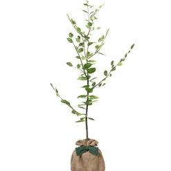 Arbre à offrir Hêtre Commun - Tolérance, Sagesse et Apprentissage