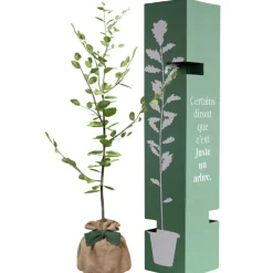 Arbre à offrir Hêtre Commun - Tolérance, Sagesse et Apprentissage