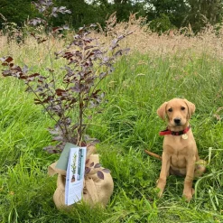 Arbre à offrir Hêtre Pourpre - Majesté et Sagesse