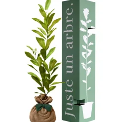 Arbre à offrir Magnolia Etoilé - Noblesse et Persévérance