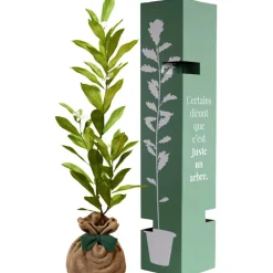 Arbre à offrir Magnolia Etoilé - Noblesse et Persévérance