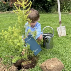 Arbre à offrir Mélèze d'Europe - Résilience et Adaptabilité
