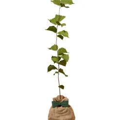 Arbre à offrir Noisetier Commun - Sagesse et Inspiration