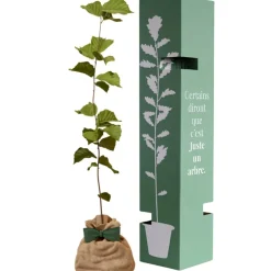Arbre à offrir Noisetier Commun - Sagesse et Inspiration