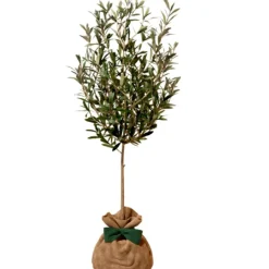 Arbre à offrir Olivier - Sérénité et Force