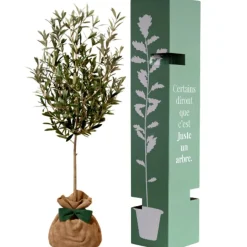 Arbre à offrir Olivier - Sérénité et Force