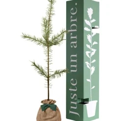 Arbre à offrir Pin Sylvestre - Immortalité et Persévérance