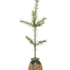 Arbre à offrir Pin Sylvestre - Immortalité et Persévérance