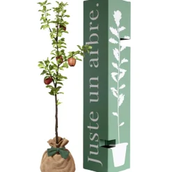 Arbre à offrir Pommier Reine des Reinettes - Fertilité et Prospérité