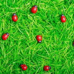 Bouteille sensorielle Sound Coccinelles