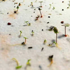 Carte à planter A5 Merci Maîtresse