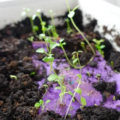 Carte à planter A5 Merci Maîtresse