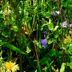 Carte à planter A5 Merci Maîtresse