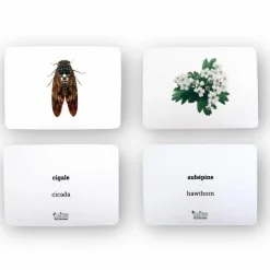 Coffret Mondy des Curieux (45 cartes de langage bilingues sur le thème de la nature)